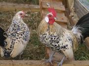 50-70 'Banty' hens were stolen from a field in County Armagh (Stock photo)