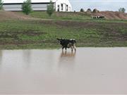 Livestock health is of particular concern to vets when it comes to flooding