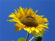 Sequencing of sunflower genome could help develop climate-resistant crops Sequencing of sunflower genome could help develop climate-resistant crops