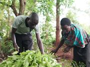 Sainsbury’s unveils new sourcing approach to give support to farmers worldwide Sainsbury’s unveils new sourcing approach to give support to farmers worldwide