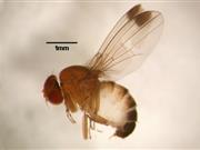 Spotted wing drosophila 'most serious threat' to UK fruit industry Spotted wing drosophila 'most serious threat' to UK fruit industry