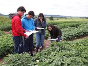 Scotland seeks more 'tattie roguers' - potato disease police Scotland seeks more 'tattie roguers' - potato disease police