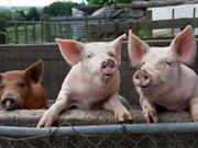 Scientists develop new device to overcome pig 'genome flaw' Scientists develop new device to overcome pig 'genome flaw'