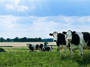 Dairy farms should regularly weigh calves to improve life chances, AHDB says Dairy farms should regularly weigh calves to improve life chances, AHDB says