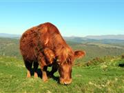 Bovine TB in Wales' Intensive Action Area down by 35 per cent, report shows Bovine TB in Wales' Intensive Action Area down by 35 per cent, report shows