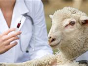 Bluetongue virus detected in north France, UK farmers urged to be aware Bluetongue virus detected in north France, UK farmers urged to be aware
