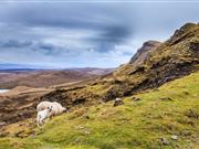 Upland sheep farmers 'must be equipped with latest technology' to succeed Upland sheep farmers 'must be equipped with latest technology' to succeed