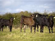 Scotland and Northern Ireland receive BSE negligible risk status Scotland and Northern Ireland receive BSE negligible risk status