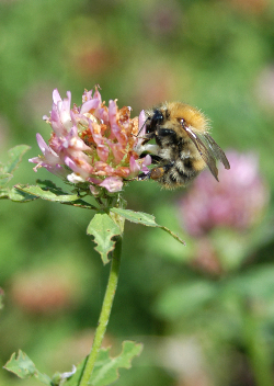 Operation Bumblebee redresses plight of the bumblebee Operation Bumblebee redresses plight of the bumblebee