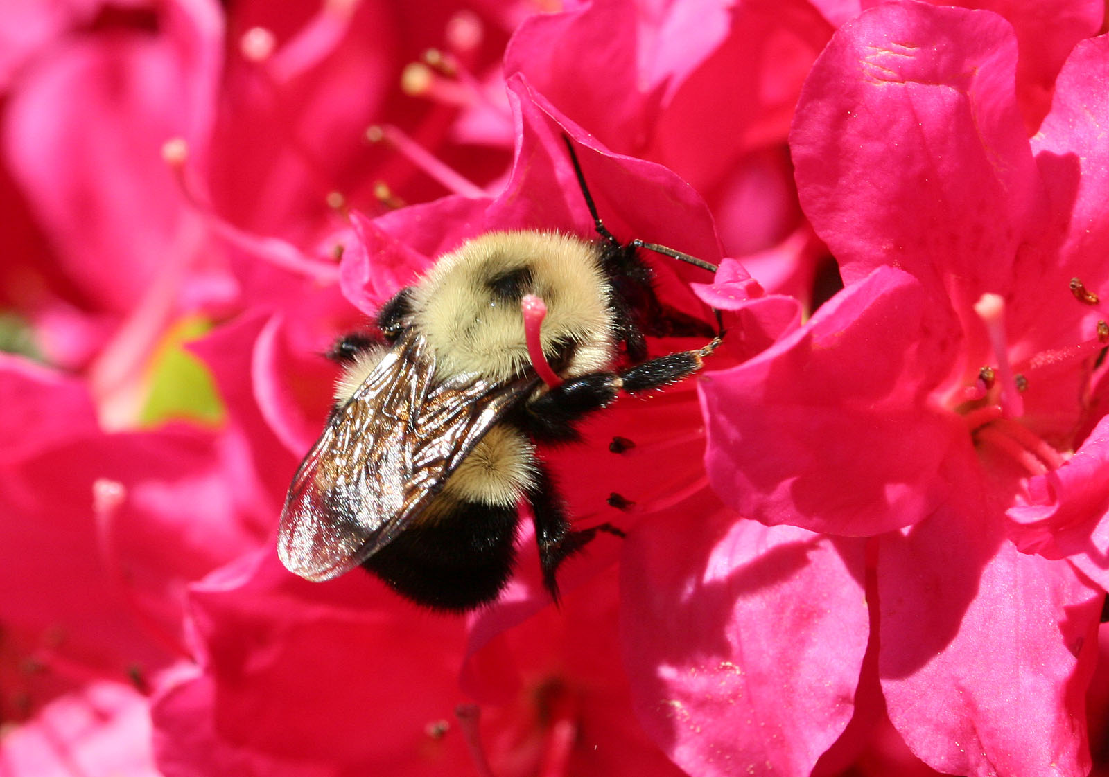 Pollination in top fruit can be enhanced Pollination in top fruit can be enhanced