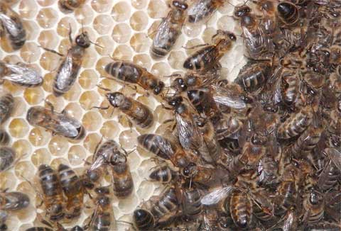 Genetic weapon against bee killer Genetic weapon against bee killer