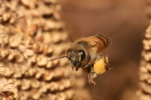 Plight of the honey bee! Plight of the honey bee!