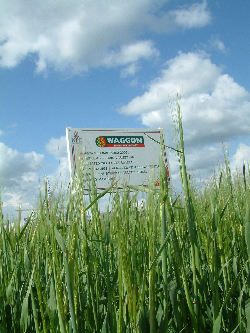 Barley trials show straw yield may not be linked to length Barley trials show straw yield may not be linked to length