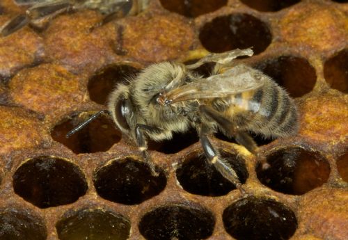 The battle against bee diseases continues The battle against bee diseases continues