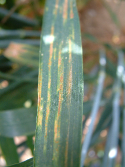 Early rust infections hit wheat crops Early rust infections hit wheat crops