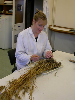 SAC Warns Growers to Keep Dose Rates up and get T-timings right SAC Warns Growers to Keep Dose Rates up and get T-timings right