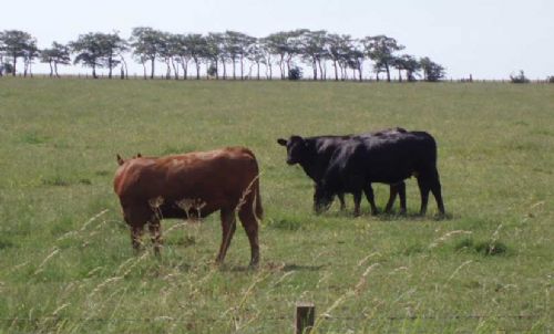 NBA highlights rule change for TB affected farms NBA highlights rule change for TB affected farms