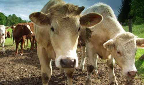 Risk-based regulation 'right direction' for farming Risk-based regulation 'right direction' for farming