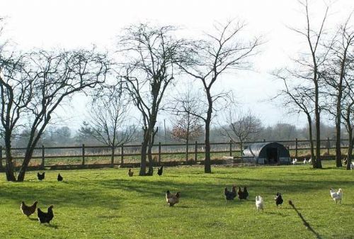 Free range market must respond to ’seismic shift’ - NFU Free range market must respond to ’seismic shift’ - NFU