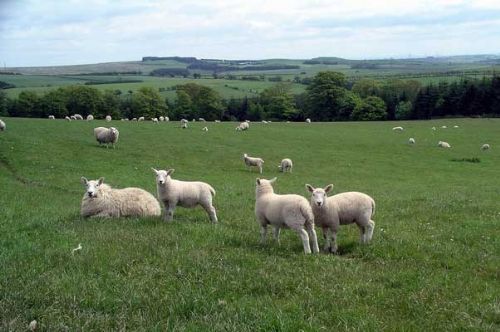 Concerns rise over electronic sheep database Concerns rise over electronic sheep database