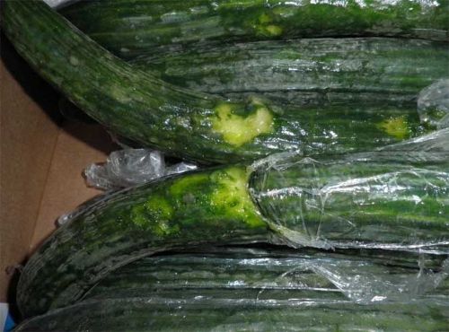 Scrutiny leads to fine for UK salad importer Scrutiny leads to fine for UK salad importer