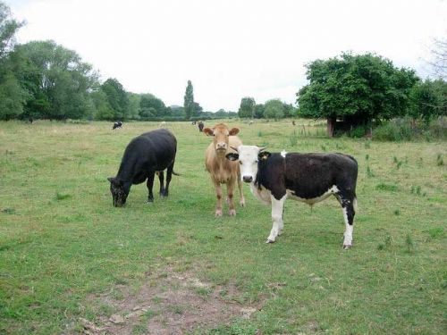 NBA optimistic that USA will open to British beef NBA optimistic that USA will open to British beef
