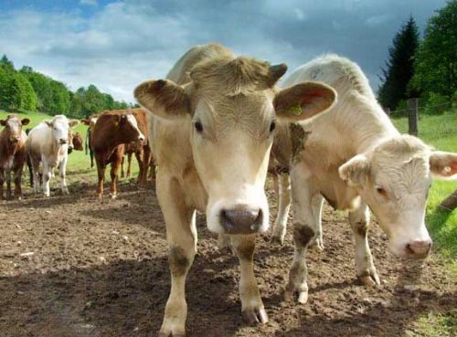 US moves on UK beef ’positive’, say NFU US moves on UK beef ’positive’, say NFU