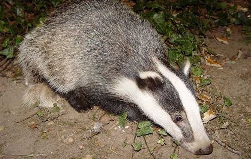 Organisations attack Welsh stance on badger cull Organisations attack Welsh stance on badger cull