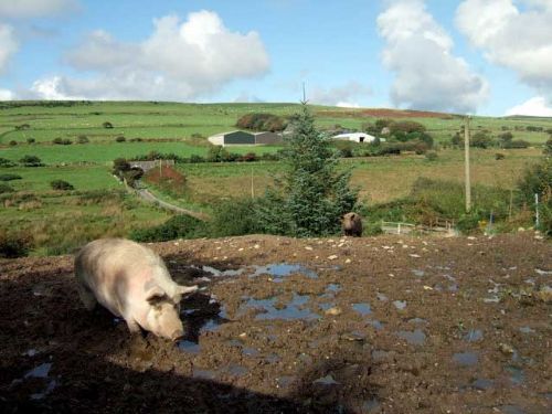 New pig welfare standards ’must be enforced’ New pig welfare standards ’must be enforced’