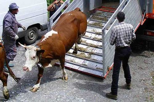 RSPCA pledges zero tolerance to welfare breaches at ports RSPCA pledges zero tolerance to welfare breaches at ports