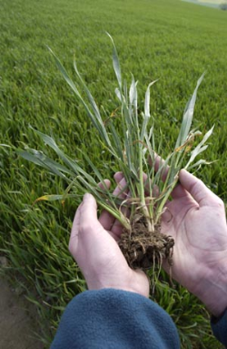 Burst of cereal growth could spell increased lodging risk Burst of cereal growth could spell increased lodging risk
