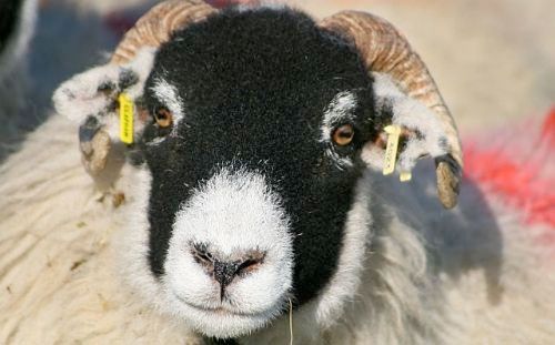 Welsh government single farm payment