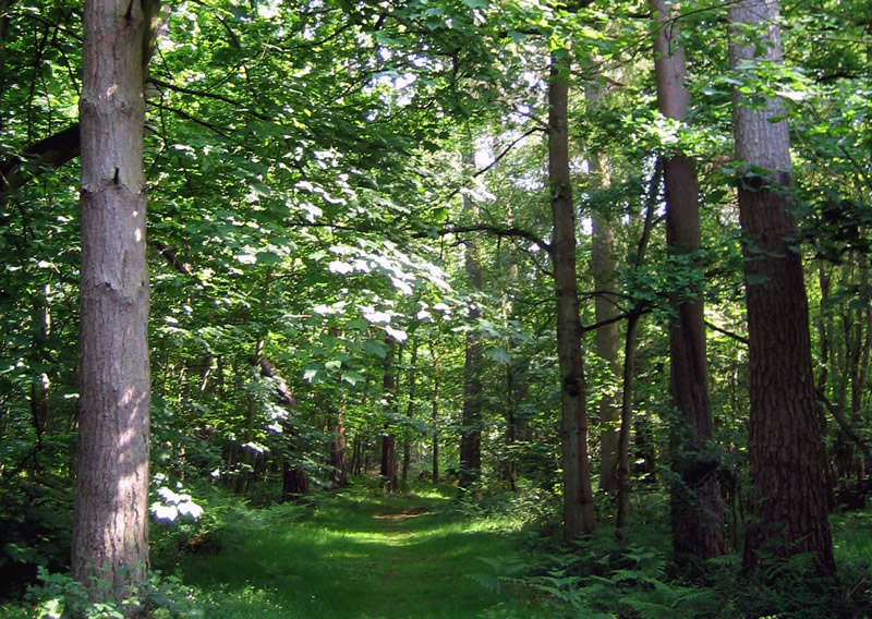 Sustainable forestry strong in England Sustainable forestry strong in England