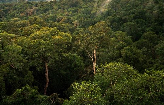 Widespread local extinctions in tropical forest ‘remnants’ Widespread local extinctions in tropical forest ‘remnants’