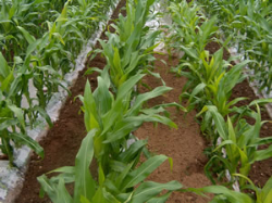 Calaris offers new option for maize weed control under plastic Calaris offers new option for maize weed control under plastic