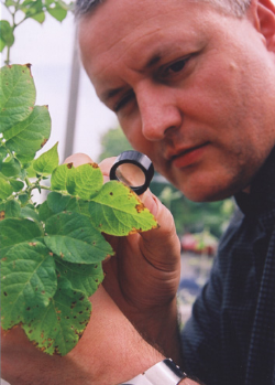 ‘Wait-and-see’ approach to aphids demands fast knockdown ‘Wait-and-see’ approach to aphids demands fast knockdown