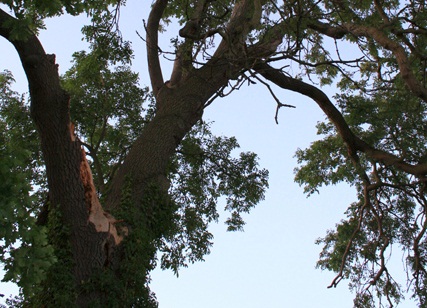 CLA calls for import ban to stop ash tree disease CLA calls for import ban to stop ash tree disease