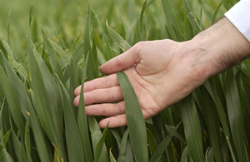 Crops are set up to benefit from three-pronged fungicide mix at flag leaf Crops are set up to benefit from three-pronged fungicide mix at flag leaf