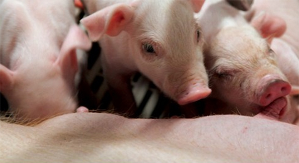 Feeding sows more efficiently Feeding sows more efficiently