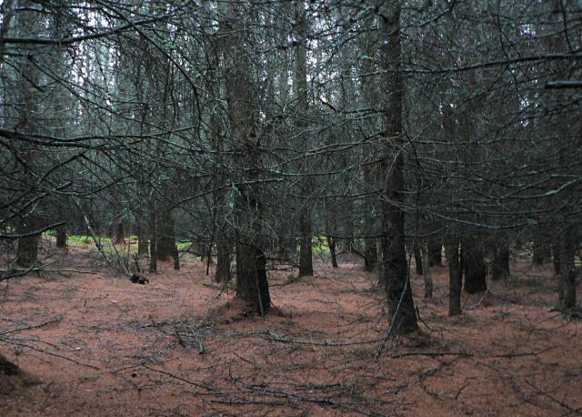 Shortage of plant disease experts threatens tree health Shortage of plant disease experts threatens tree health