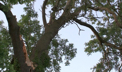 CLA urges public to look for dieback in ash trees CLA urges public to look for dieback in ash trees