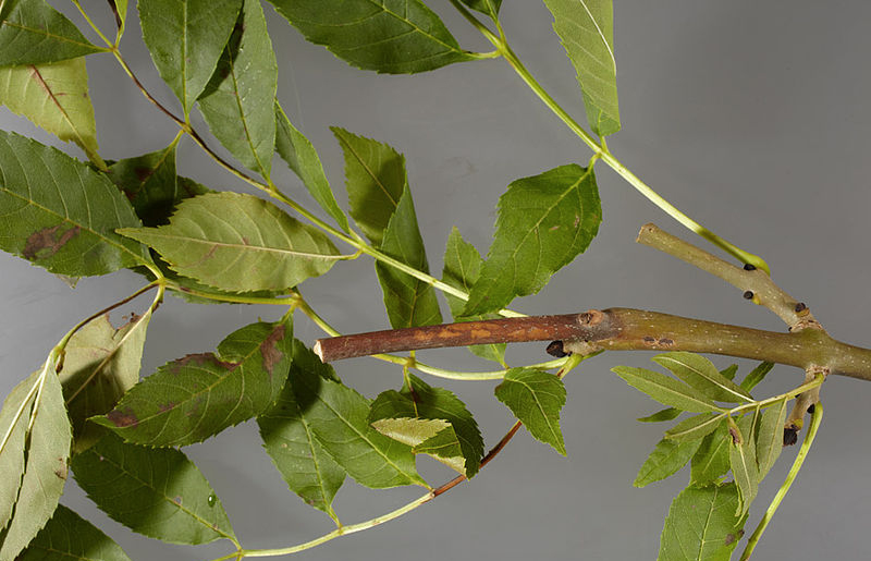 Ash dieback strategy outlined by government Ash dieback strategy outlined by government
