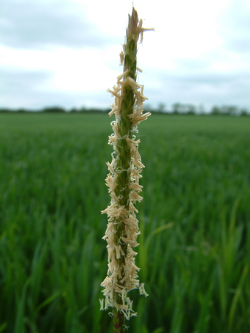 New weapon against UK’s growing black-grass threat New weapon against UK’s growing black-grass threat