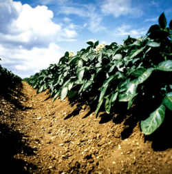Wet May will impact blight programmes Wet May will impact blight programmes
