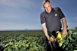 600 tonnes of Ayreshire potatoes harvested 600 tonnes of Ayreshire potatoes harvested