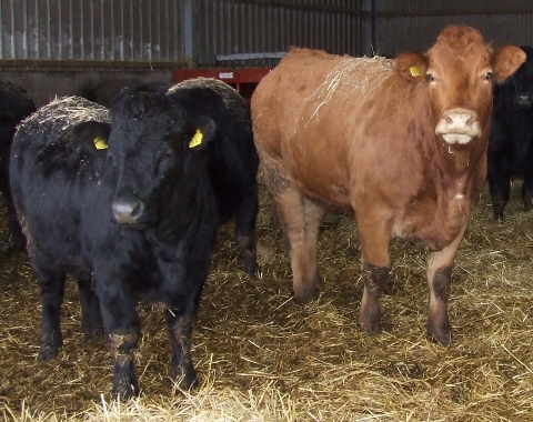 New website for easy registration on calf health programme New website for easy registration on calf health programme