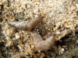 Slugwatch UK – trapping alert for potato growers Slugwatch UK – trapping alert for potato growers