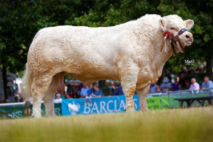 Cogent to market Royal Welsh champion Charolais bull - FarmingUK News