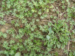 Improved Control of Crane’s-bill and Shepherd’s-purse in Oilseed rape Improved Control of Crane’s-bill and Shepherd’s-purse in Oilseed rape