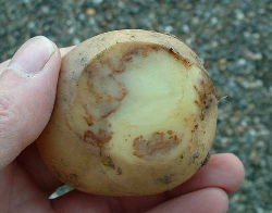 Protecting against tuber blight up to lifting Protecting against tuber blight up to lifting